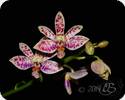 Phal. tetraspis x finleyi
